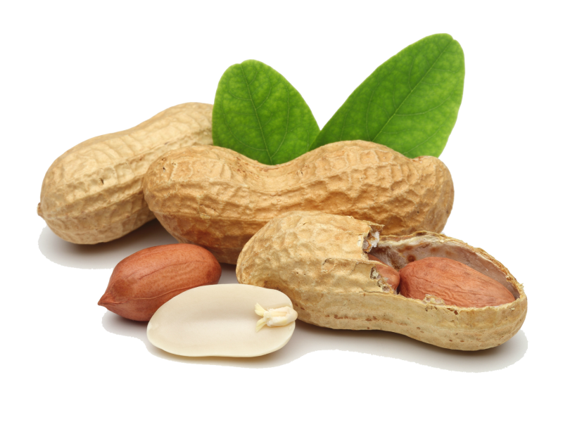 Peanut-Nut-PNG