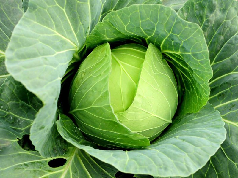 cabbage-3